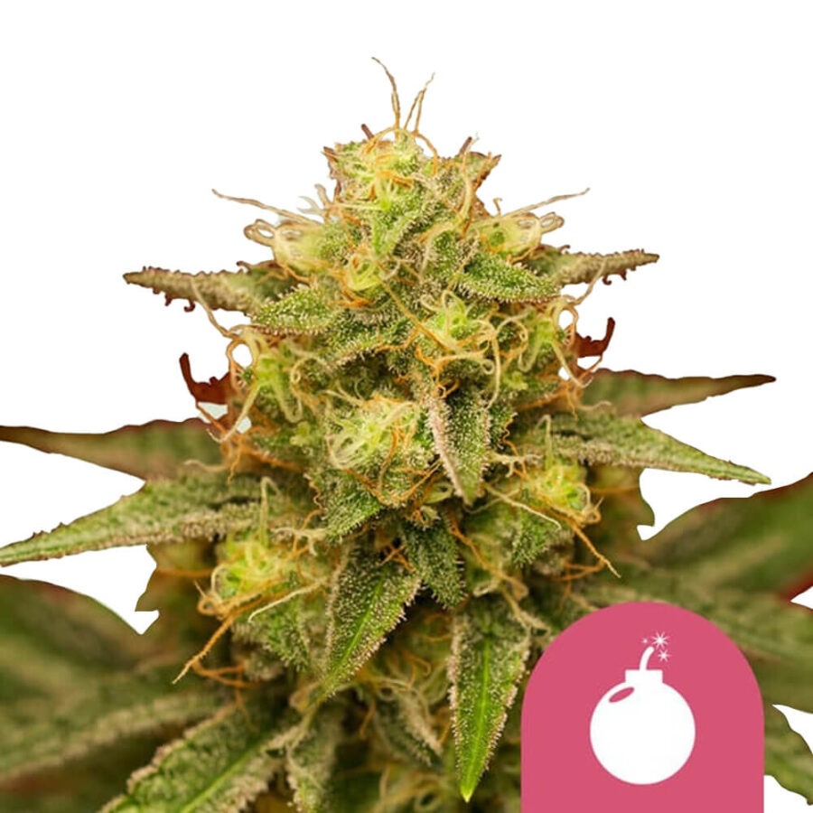 Royal Queen Seeds Royal Domina graines de cannabis feminisées (paquet de 5 graines)