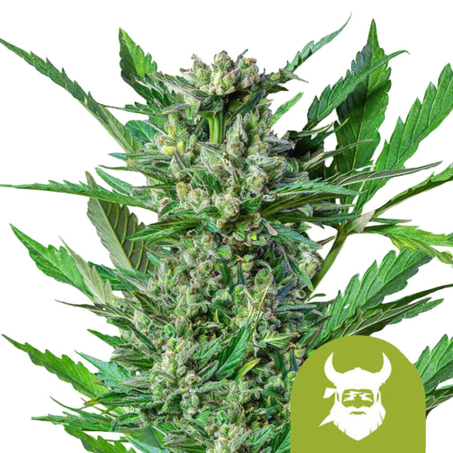 Royal Queen Seeds Royal Dwarf graines de cannabis autofloraison (paquet de 3 graines)