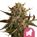 Royal Queen Seeds Mother Gorilla graines de cannabis feminisées (paquet de 3 graines)