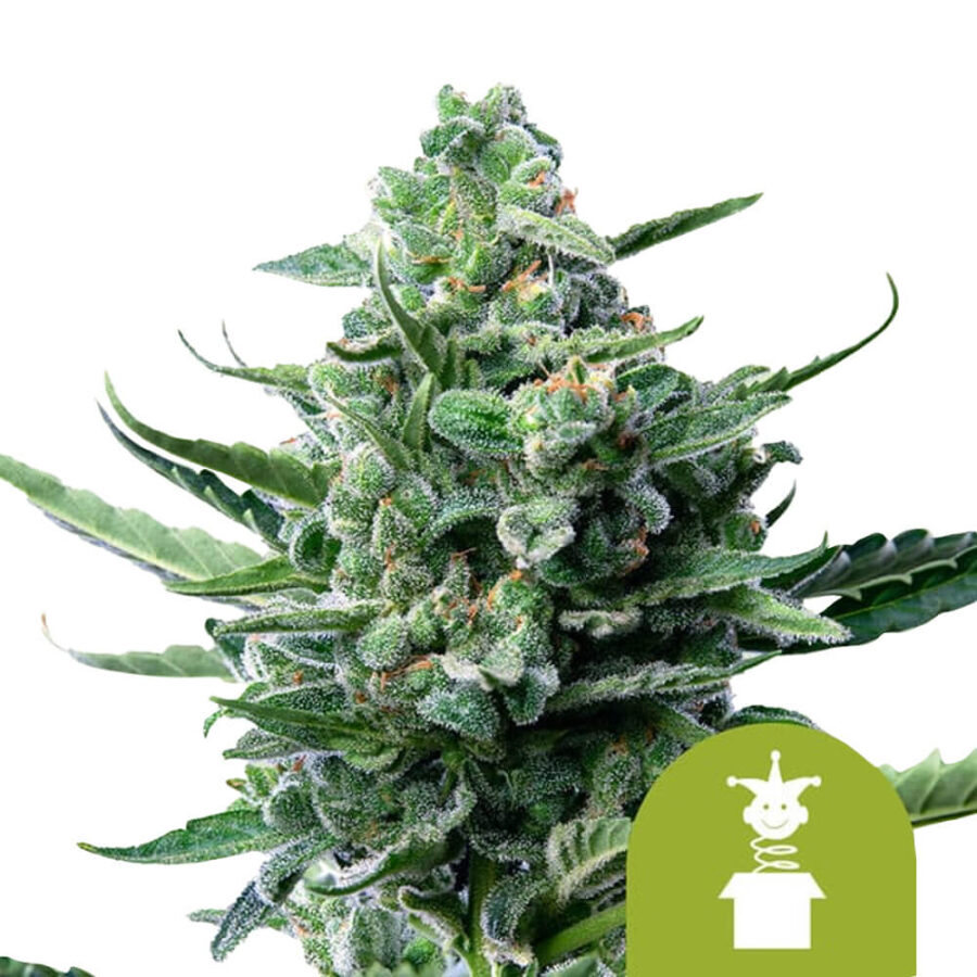 Royal Queen Seeds Royal Jack Auto graines de cannabis autofloraison (paquet de 3 graines)