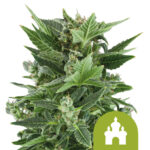 Royal Queen Seeds Royal Kush Auto graines de cannabis autofloraison (paquet de 3 graines)