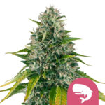 Royal Queen Seeds Royal Moby graines de cannabis feminisées (paquet de 5 graines)