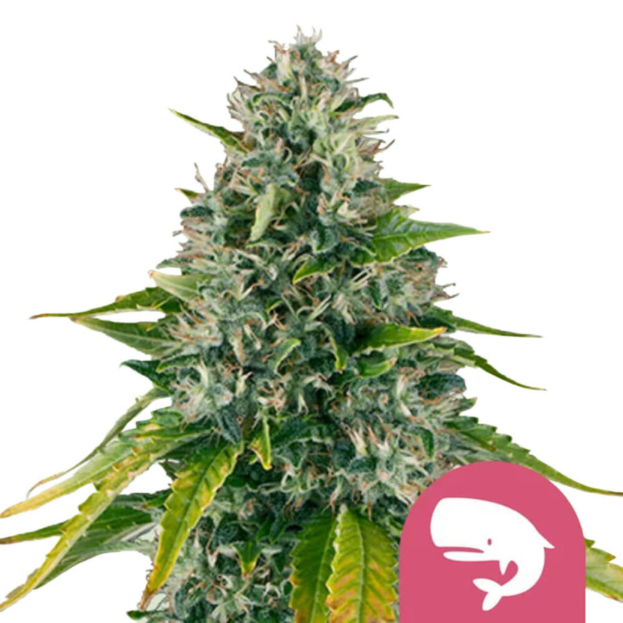 Royal Queen Seeds Royal Moby graines de cannabis feminisées (paquet de 3 graines)