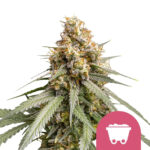 Royal Queen Seeds Shining Silver Haze graines de cannabis feminisées (paquet de 5 graines)