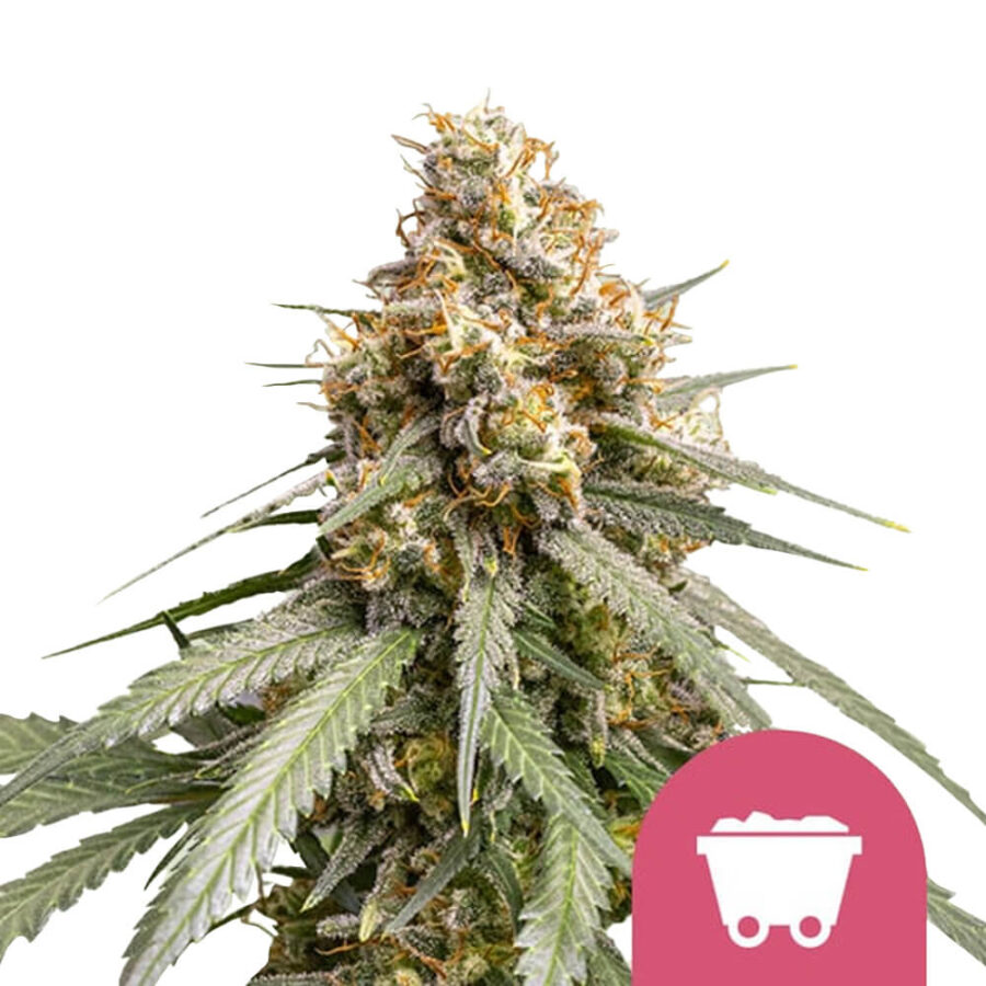 Royal Queen Seeds Shining Silver Haze graines de cannabis feminisées (paquet de 3 graines)