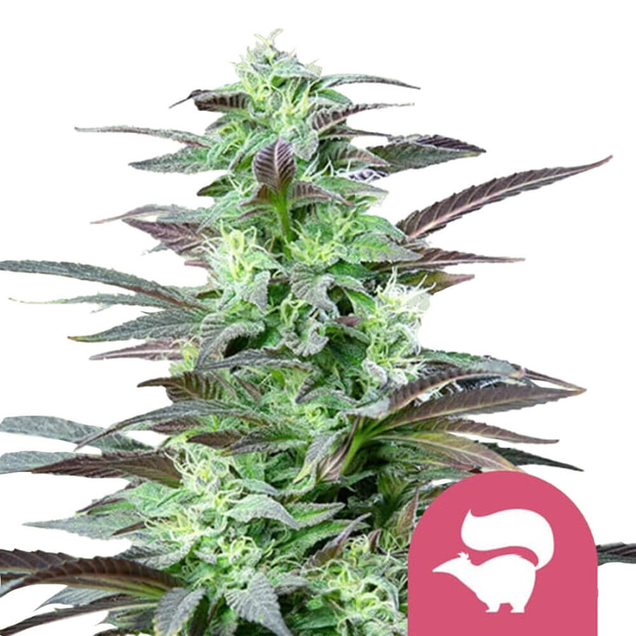 Royal Queen Seeds Skunk XL graines de cannabis feminisées (paquet de 3 graines)