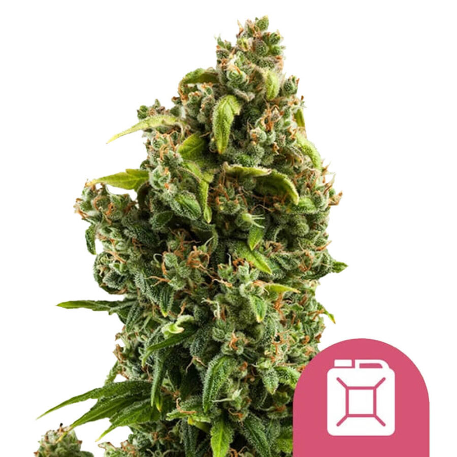 Royal Queen Seeds Sour Diesel graines de cannabis feminisées (paquet de 3 graines)