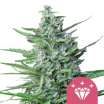 Royal Queen Seeds Special Kush graines de cannabis feminisées (paquet de 3 graines)