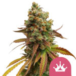 Royal Queen Seeds Queen graines de cannabis feminisées (paquet de 3 graines)