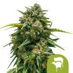 Royal Queen Seeds Sweet Skunk Auto graines de cannabis autofloraison (paquet de 5 graines)