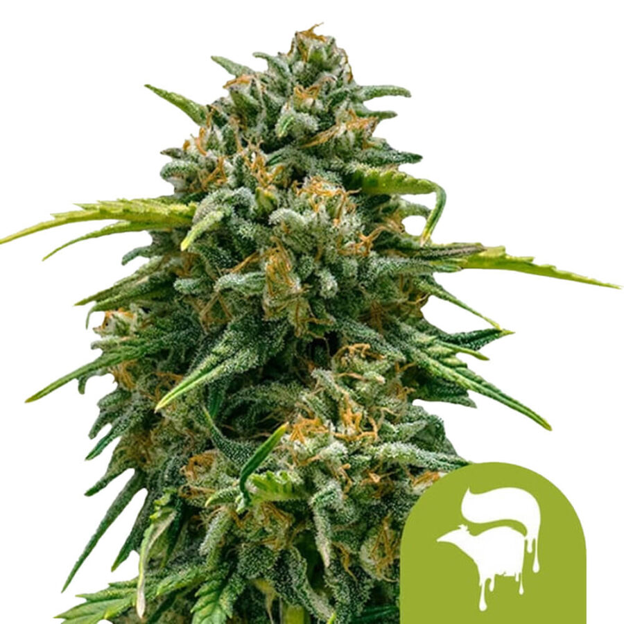 Royal Queen Seeds Sweet Skunk Auto graines de cannabis autofloraison (paquet de 3 graines)