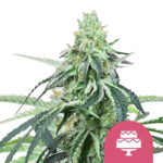 Royal Queen Seeds Wedding Gelato graines de cannabis feminisées (paquet de 5 graines)