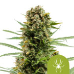 Royal Queen Seeds White Widow Auto graines de cannabis autofloraison (paquet de 3 graines)