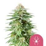 Royal Queen Seeds White Widow graines de cannabis feminisées (paquet de 5 graines)