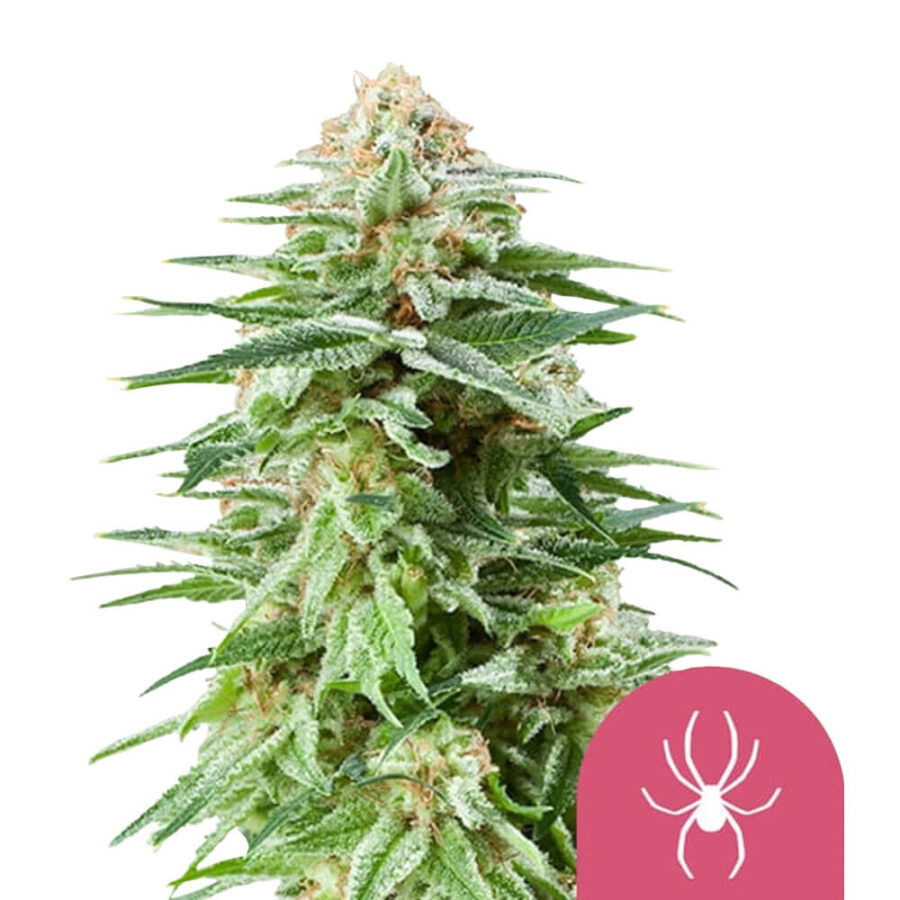 Royal Queen Seeds White Widow graines de cannabis feminisées (paquet de 3 graines)