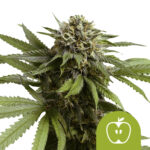 Royal Queen Seeds Apple Fritter Auto graines de cannabis autofloraison (paquet de 5 graines)