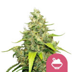 Royal Queen Seeds Blue Gelato graines de cannabis feminisées (paquet de 5 graines)