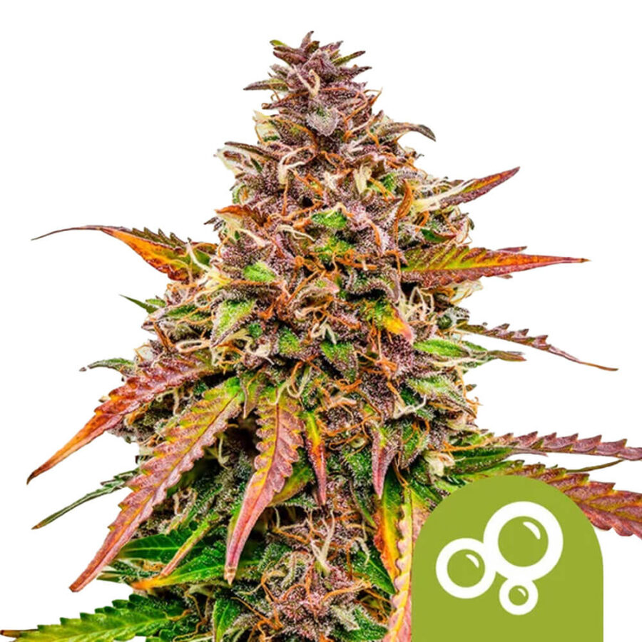 gros-royal-queen-seeds-bubble-kush-autofloraison graines-de-cannabis-3-pack-de-graines
