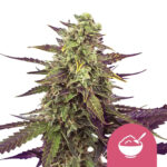 Royal Queen Seeds Cereal Milk graines de cannabis feminisées (paquet de 5 graines)