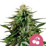 Royal Queen Seeds Cherry Pie graines de cannabis feminisées (paquet de 3 graines)