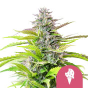 gros-royal-queen-seeds-cookies-gelato-féminisées-graines de cannabis-5-pack de graines