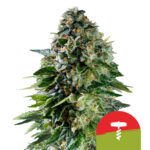 Royal Queen Seeds x Tyson 2.0 Corkscrew Auto graines de cannabis autofloraison (paquet de 3 graines)