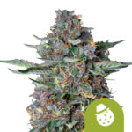 Royal Queen Seeds Do-si-dos Auto graines de cannabis autofloraison (paquet de 5 graines)