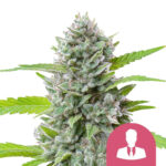 Royal Queen Seeds El Patron graines de cannabis feminisées (paquet de 3 graines)