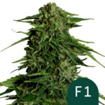 Royal Queen Seeds Epsilon F1 graines de cannabis autofloraison (paquet de 3 graines)