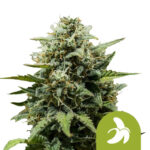 Royal Queen Seeds Fat Banana Auto graines de cannabis autofloraison (paquet de 5 graines)