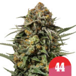 Royal Queen Seeds x Tyson 2.0Gelato 44 graines de cannabis feminisées (paquet de 3 graines)