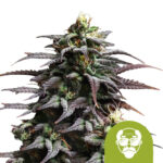 Royal Queen Seeds Granddaddy Purple Auto graines de cannabis autofloraison (paquet de 3 graines)