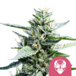 Royal Queen Seeds Granddaddy Purple graines de cannabis feminisées (paquet de 3 graines)