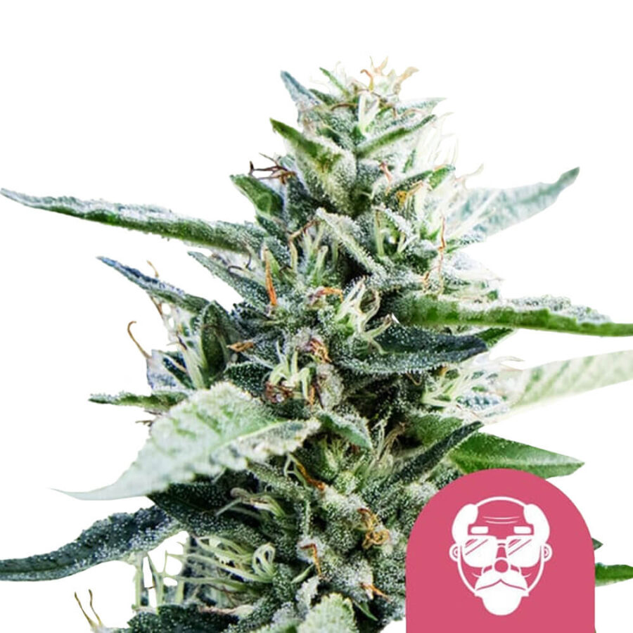 wholesale royal queen seeds granddaddy purple feminized cannabis seeds 3 seeds pack