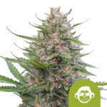 Royal Queen Seeds Grape Ape graines de cannabis feminisées (paquet de 5 graines)