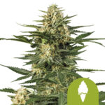 Royal Queen Seeds Green Gelato Auto graines de cannabis autofloraison (paquet de 3 graines)