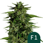 Royal Queen Seeds Hyperion F1 graines de cannabis autofloraison (paquet de 3 graines)