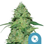 Royal Queen Seeds Joanne's CBD graines de cannabis (paquet de 5 graines)