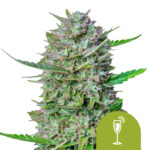 Royal Queen Seeds Mimosa Auto graines de cannabis autofloraison (paquet de 3 graines)