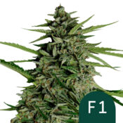 Royal Queen Seeds Orion F1 graines de cannabis autofloraison (paquet de 3 graines)