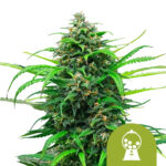 Royal Queen Seeds Pink Runtz Auto graines de cannabis autofloraison (paquet de 3 graines)