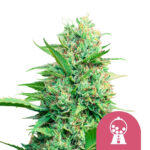 Royal Queen Seeds Pink Runtz graines de cannabis feminisées (paquet de 3 graines)