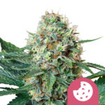 Royal Queen Seeds Royal Cookies graines de cannabis feminisées (paquet de 3 graines)