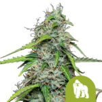 Royal Queen Seeds Royal Gorilla Automatic graines de cannabis autofloraison (paquet de 3 graines)