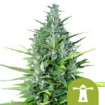 Royal Queen Seeds Royal Haze graines de cannabis autofloraison (paquet de 3 graines)