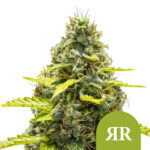 Royal Queen Seeds Royal Runtz Auto graines de cannabis autofloraison (paquet de 3 graines)