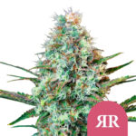 Royal Queen Seeds Royal Runtz graines de cannabis feminisées (paquet de 3 graines)