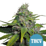 Royal Queen Seeds Royal THCV graines de cannabis autofloraison (paquet de 3 graines)