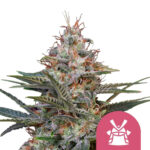 Royal Queen Seeds Shogun graines de cannabis feminisées (paquet de 3 graines)