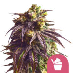 Royal Queen Seeds Sundae Driver graines de cannabis feminisées (paquet de 3 graines)